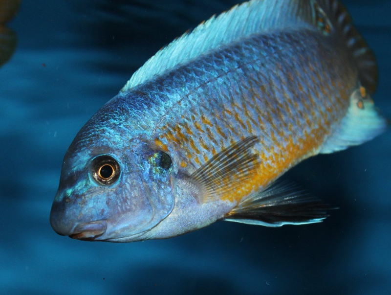Labeotropheus fuelleborni 'Katale Island'